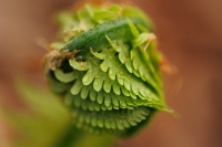 HirschJeff-2025-04-Glade-Fern-1
