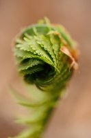 HirschJeff-2025-04-Glade-Fern-2