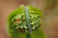 HirschJeff-2025-04-Glade-Fern-4