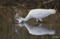 "Water Strike"