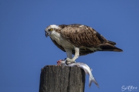 "Osprey Dining"