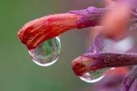 HirschJeff-2025-06-01-Droplet