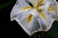 HirschJeff-2025-06-04-Translucent