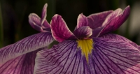 McAmishMark-2025-07-Iris