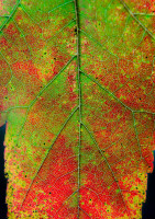 AddelsonBarbara-2025-PV-Autumn-Leaves-9162