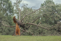 Forest Park 5215, 05/25/2025