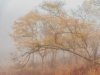 Shaw Nature Reserve 2466, 11/02/2025