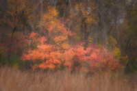 Shaw Nature Reserve 2698, 11/08/2025
