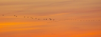 Spener-2022-Sandhill-cranes-sunset47095