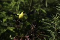 AhnerAllen-2024-08-American-goldfinch