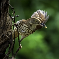 AhnerAllen-2024-08-Brown-thrasher