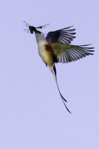 AhnerAllen-2024-08-Scissor-tail-Flycatcher