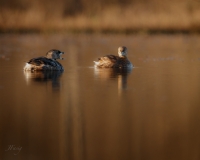 FasigJoe-2024-03-PiedbilledGrebe