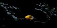 FasigJoe-2024-04-ProthonotaryWarbler