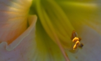 PhillipsN-2408-1-daylily-stamens