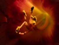 PhillipsN-2408-2-daylily-stamens