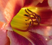 PhillipsN-2408-4-daylily-stamens