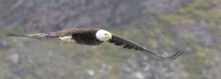 SpenerRichard2024-08-American-Eagle