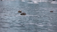 SpenerRichard2024-08-Harbour-Seals