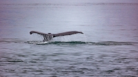 SpenerRichard2024-08-Humpback-Whale-Copy