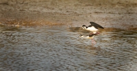 McAmishMark-2025-05-Black-neck-mating