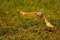 McAmishMark-2025-05-Burrowing-owl-flight