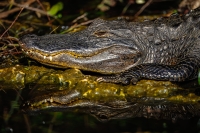 McAmishMark-2025-05-Gator-Portrait