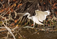 McAmishMark-2025-05-Juvenile-little-blue