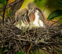 McAmishMark-2025-05-Tri-color-chicks