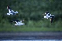Ahner-Allen-2025-09-American-Avercets-in-Flight