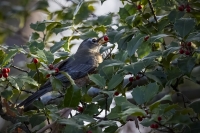 Ahner-Allen-2025-09-American-Robin-Eating-Holly-Berries
