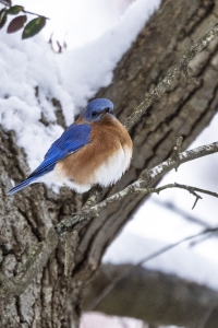 Ahner-Allen-2025-09-Bluebird-in-the-Cold