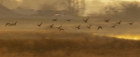 Ahner-Allen-2025-09-Canada-Geese-at-Dawn