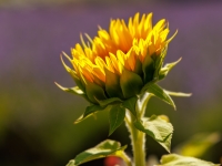 sprague_sunflower_WA