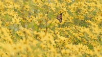rjWilner-202509-ShowShare-20250910-ShawNatureReserve-0285-20250913