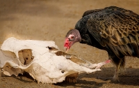 McAmishMark-2025-10-Vulture McAmishMark-2025-10-Vulture