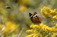 MorrisJohn-2025-10-Buckeye-butterfly-1 MorrisJohn-2025-10-Buckeye-butterfly-1