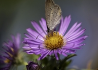 MorrisJohn-2025-10-Eastern-tailed-blue-5 MorrisJohn-2025-10-Eastern-tailed-blue-5