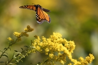 MorrisJohn-2025-10-Monarch-butterfly-2 MorrisJohn-2025-10-Monarch-butterfly-2