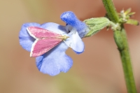 MorrisJohn-2025-10-Southern-pink-moth-4 MorrisJohn-2025-10-Southern-pink-moth-4
