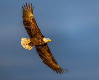 McAmishMark-2026-02-Eagle-Flying-fish