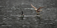 McAmishMark-2026-02-Eagle-and-goose