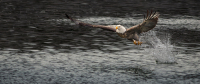 McAmishMark-2026-02-Eagle-splash
