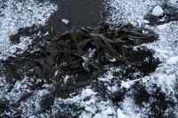 PhillipsNancy-2026-02-1-4643