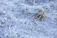 PhillipsNancy-2026-02-4-0990