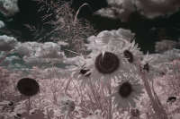 Shackelford-Tim_7-18-24_columbiabottom-4