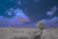 Shackelford-Tim_7-28-24_bluffroad-2