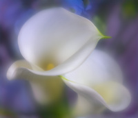 Edited 1/28/26 Topaz denoise and sharpen. Last edit PS. PRINT