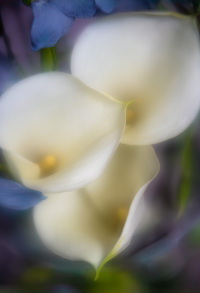 Edited 1/28/26 Topaz denoise and sharpen. Last edit PS. PRINT