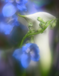 Edited 1/28/26 Topaz denoise and sharpen. Last edit LR. PRINT